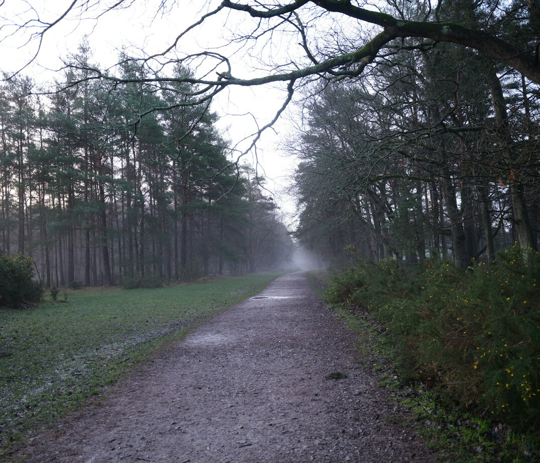 foggy forest path at dusk